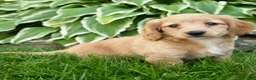 Miniature Dachshund dogs for sale: Twinkle - Ad 3