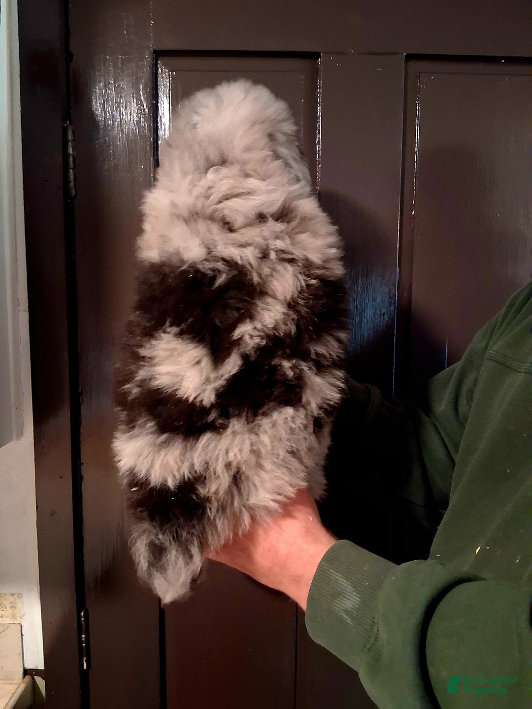 Miniature Australian Shepherd dogs for sale: Buck - Ad 3