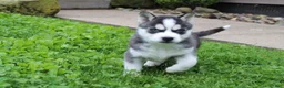 Siberian Husky dogs for sale: Alaska - Ad 6