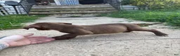 American Bully dogs for sale: Prince - Ad 12