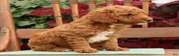 Miniature Poodle dogs for sale: Tanner - Ad 6