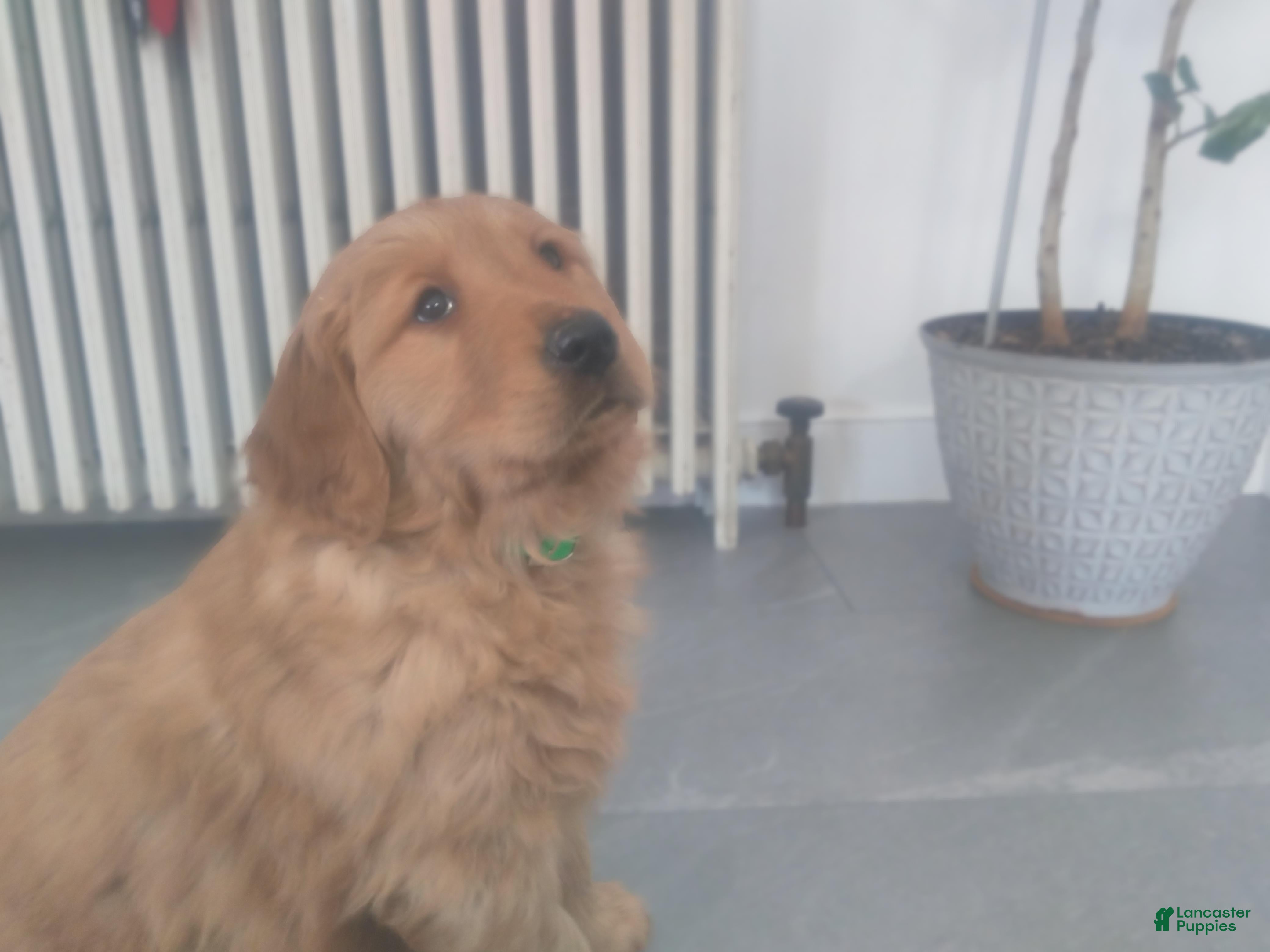 Golden Retriever dogs Luna –(lime green collar) “I’m the quiet, thoughtful one.” - Ad 10