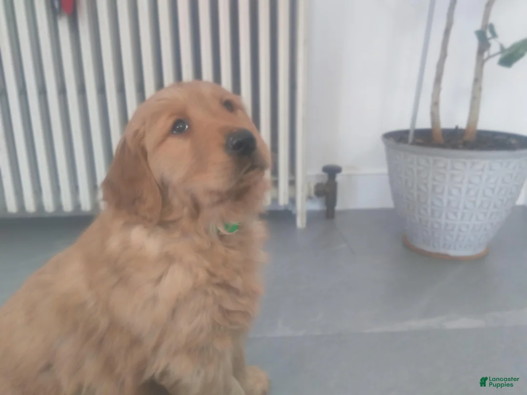 Golden Retriever dogs for sale: Luna –(lime green collar) “I’m the quiet, thoughtful one.” - Ad 1