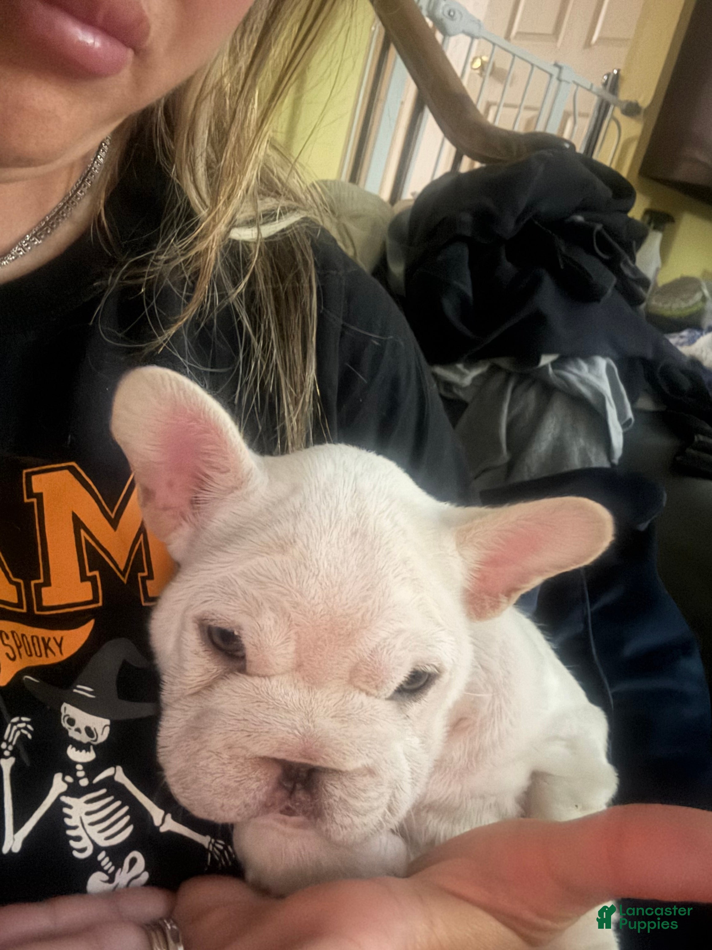 French Bulldog dogs Eliza !SALE!  - Ad 2