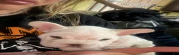 French Bulldog dogs for sale: Eliza !SALE!  - Ad 2