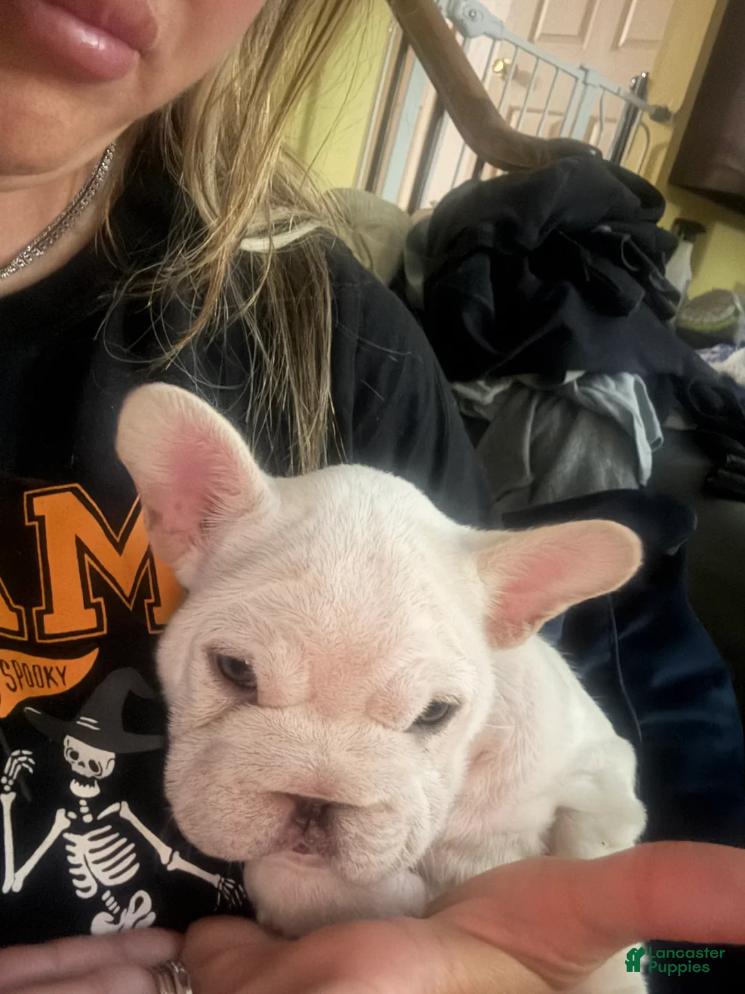 French Bulldog dogs for sale: Eliza !SALE!  - Ad 2