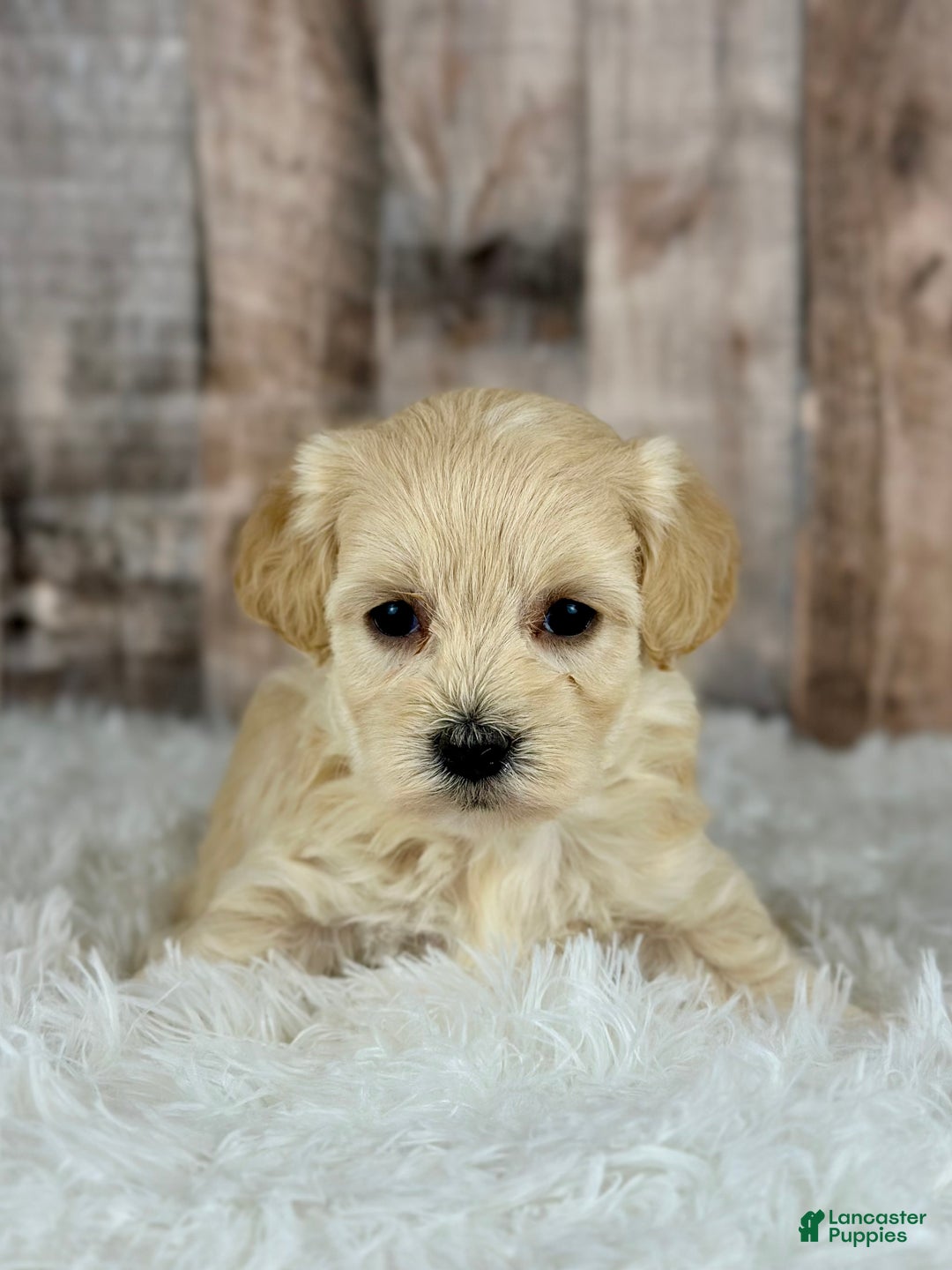 Maltipoo dogs for sale: Girl Nalo - 0006 - Ad 1