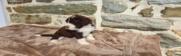 Portuguese Water Dog dogs for sale: Elizabeth - Ad 10