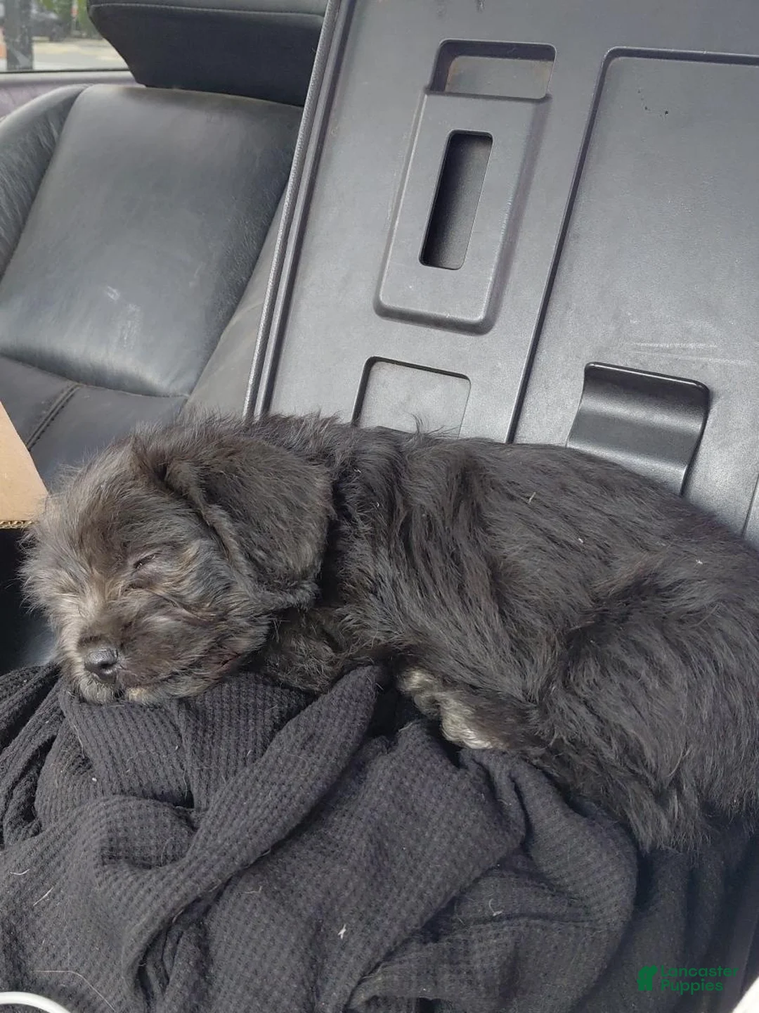 Shih Tzu dogs for sale: Shih Tzu 1 - Ad 5