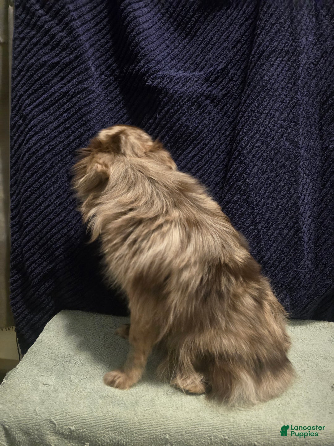 Pomeranian dogs for sale: Pomeranian Puppy 1 - Ad 6