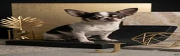 Chihuahua dogs for sale: Chihuahua 1 - Ad 5