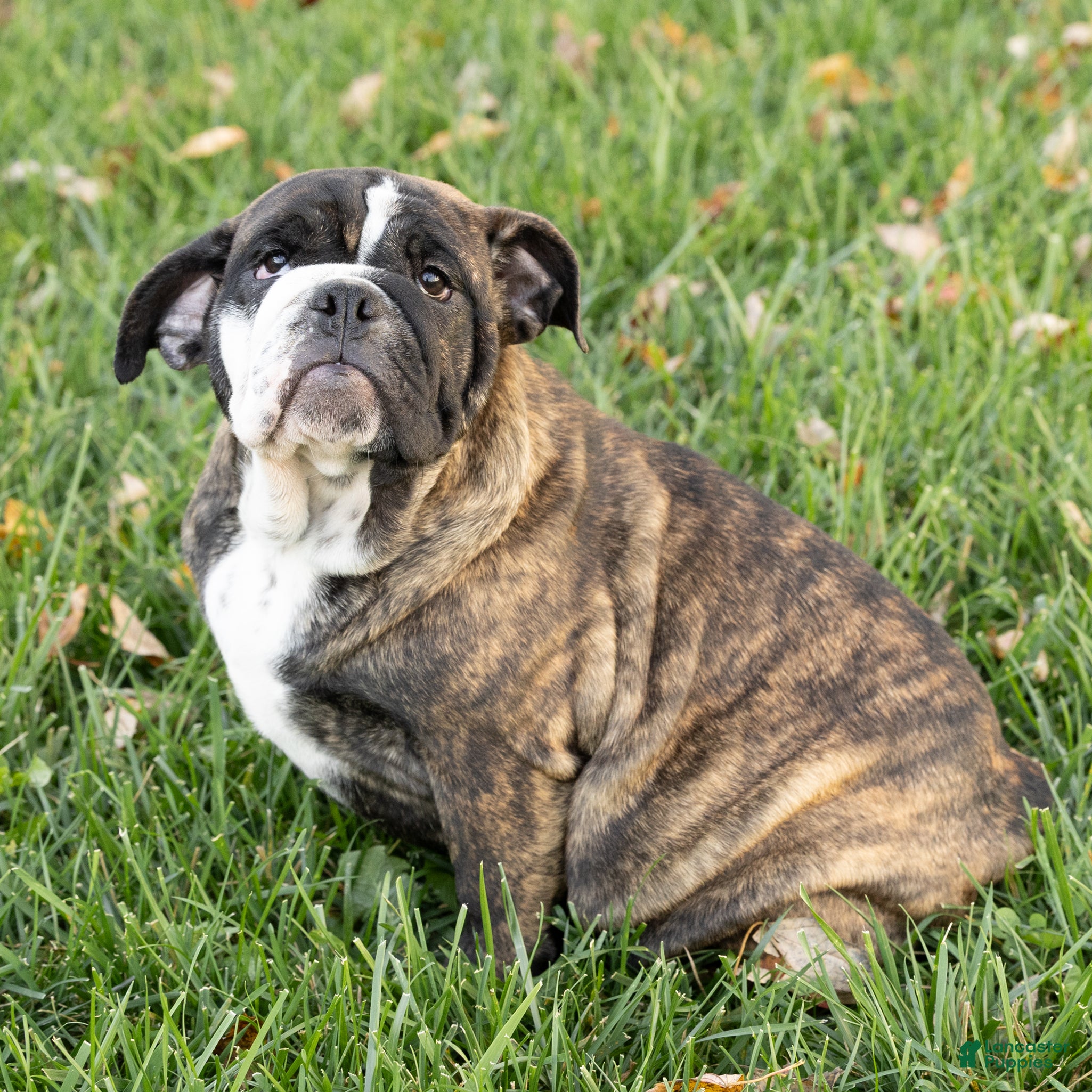 English Bulldog dogs for sale: Mable English Bulldog  - Ad 1