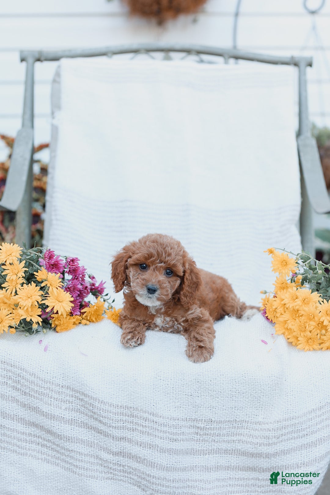 Cockapoo dogs for sale: Curtis - Ad 8