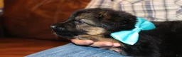 German Shepherd dogs for sale: Connie, light blue collar - Ad 4