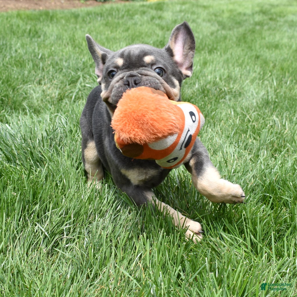 French Bulldog dogs Ranger  - Ad 2