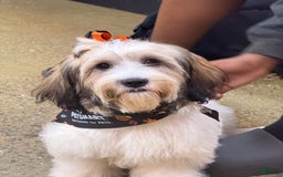 Mixed Breed dogs for sale: Mixed Breed Puppy 2 - Image 4