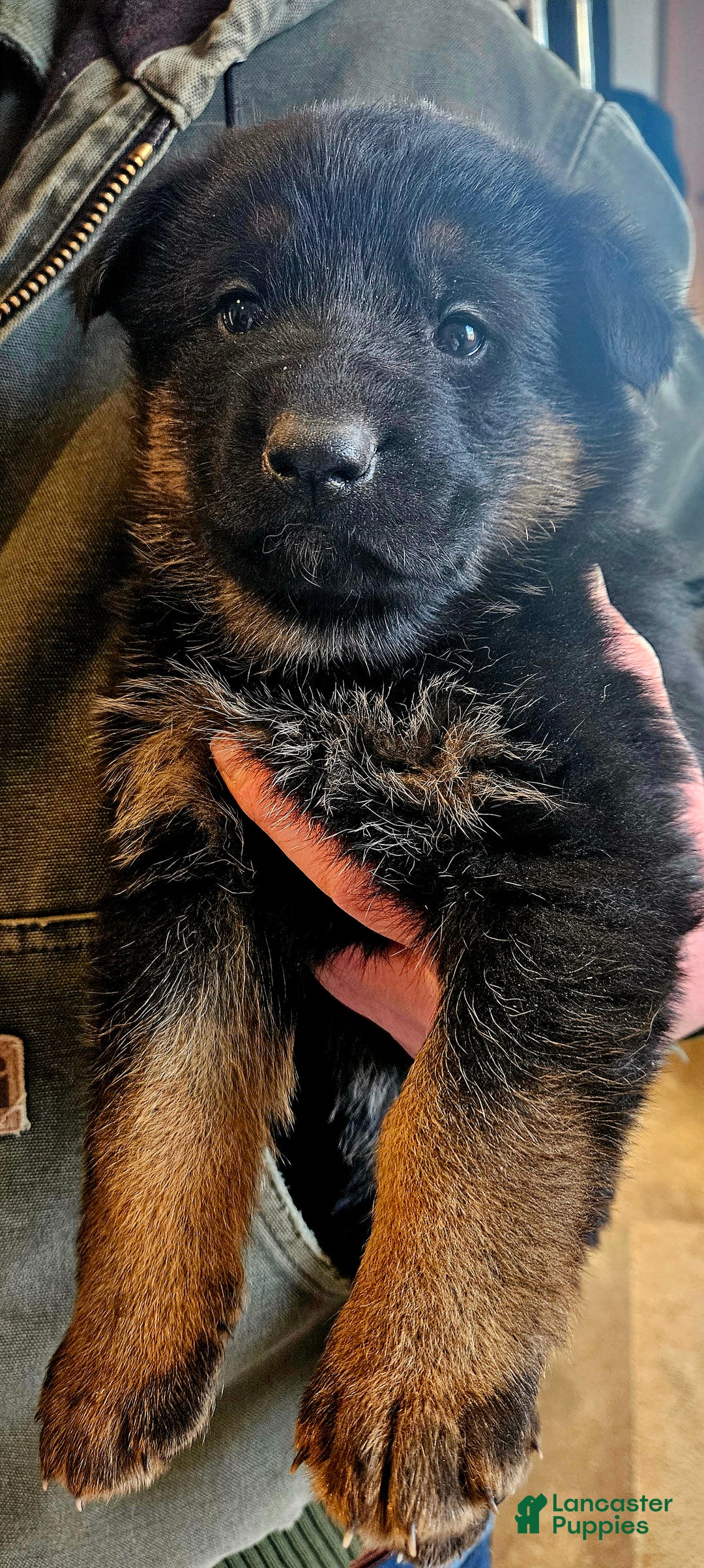 German Shepherd dogs for sale: Bingo - Ad 4