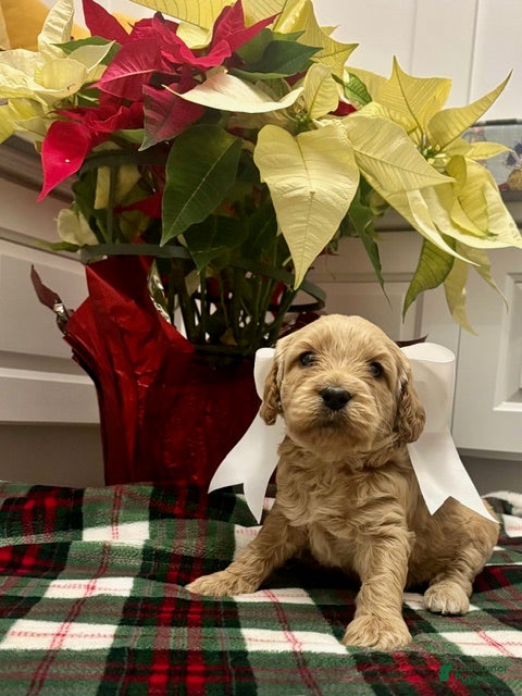 Labradoodle dogs V-Star  - Ad 19