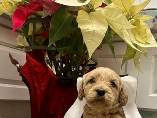 Labradoodle dogs V-Star - Ad 19