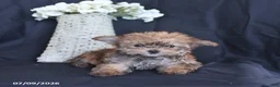 Yorkiepoo dogs for sale: Tiny - Ad 1