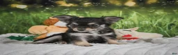 Chihuahua dogs for sale: Prince - Ad 7