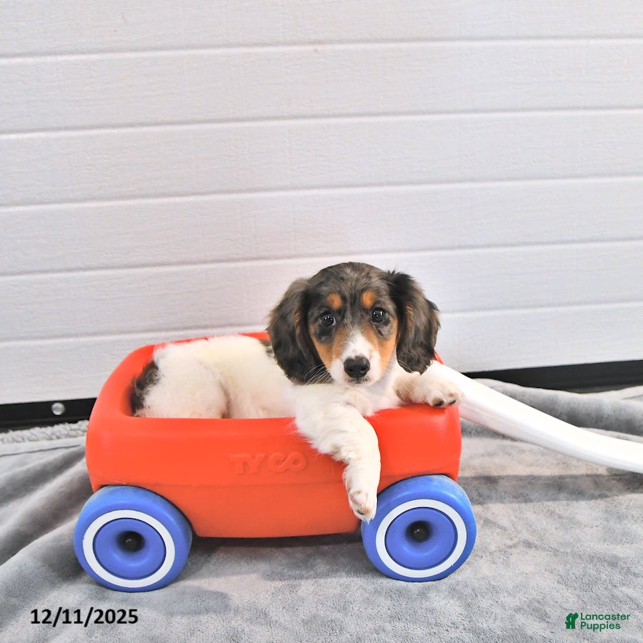 Miniature Dachshund dogs Starla - Ad 27