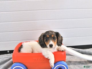 Miniature Dachshund dogs Starla - Ad 4