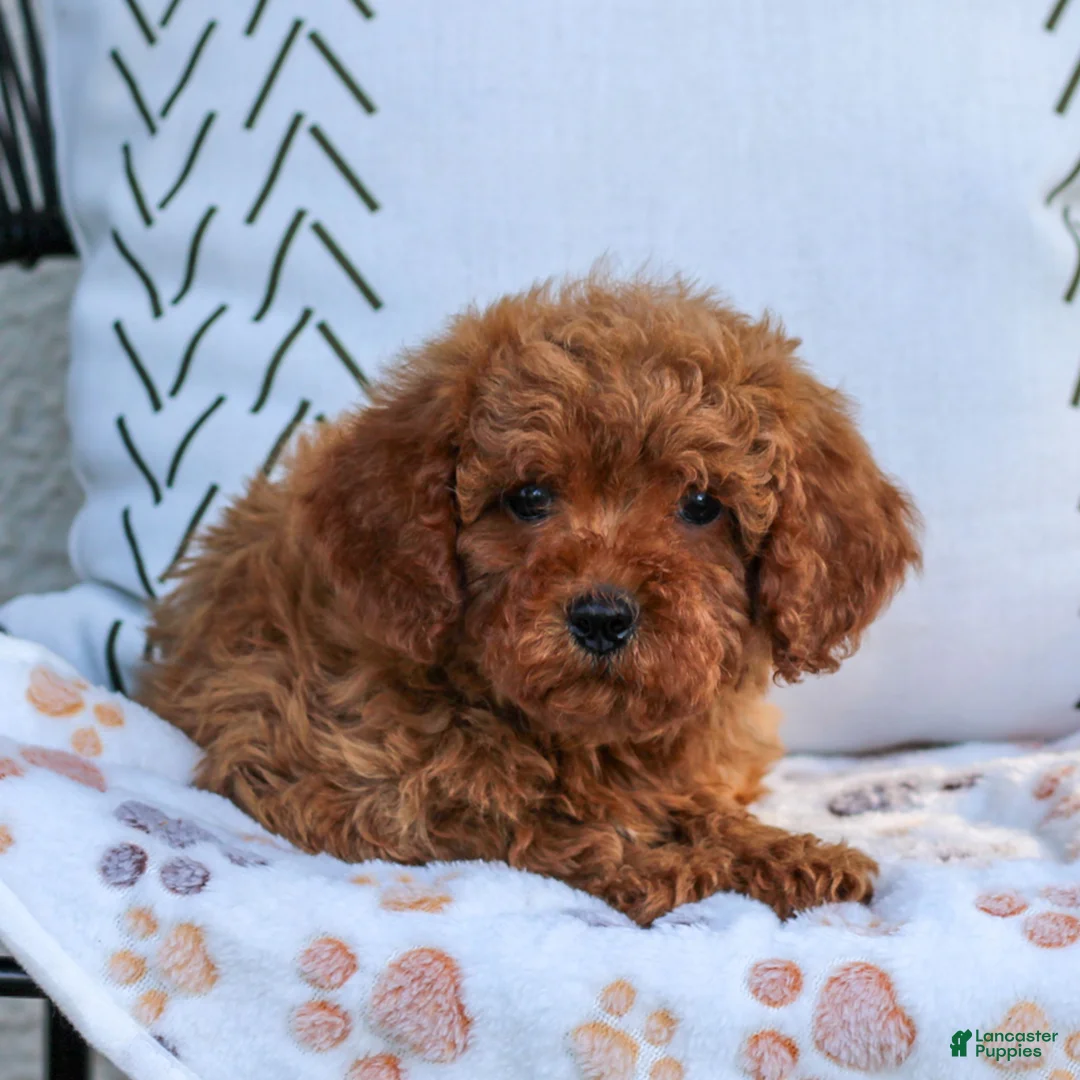 Cavapoo dogs for sale: Lincoln  - Ad 2