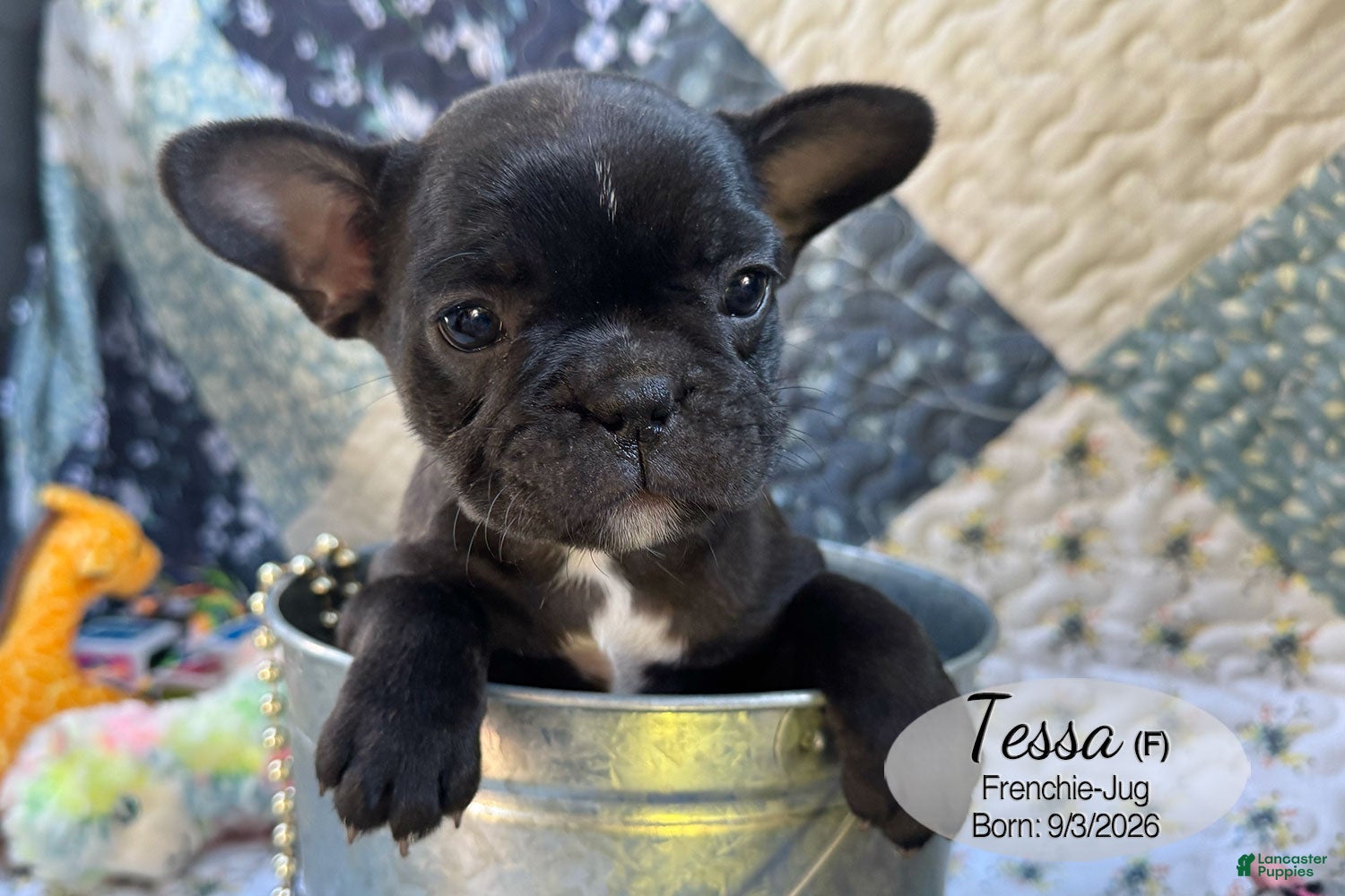 French Bulldog dogs for sale: Tessa - Ad 1