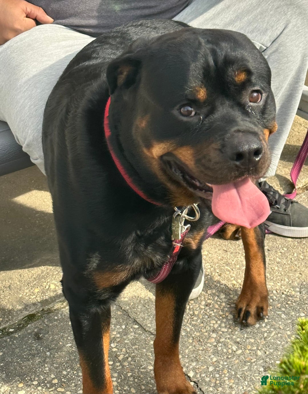 Gallery Image {{count}}