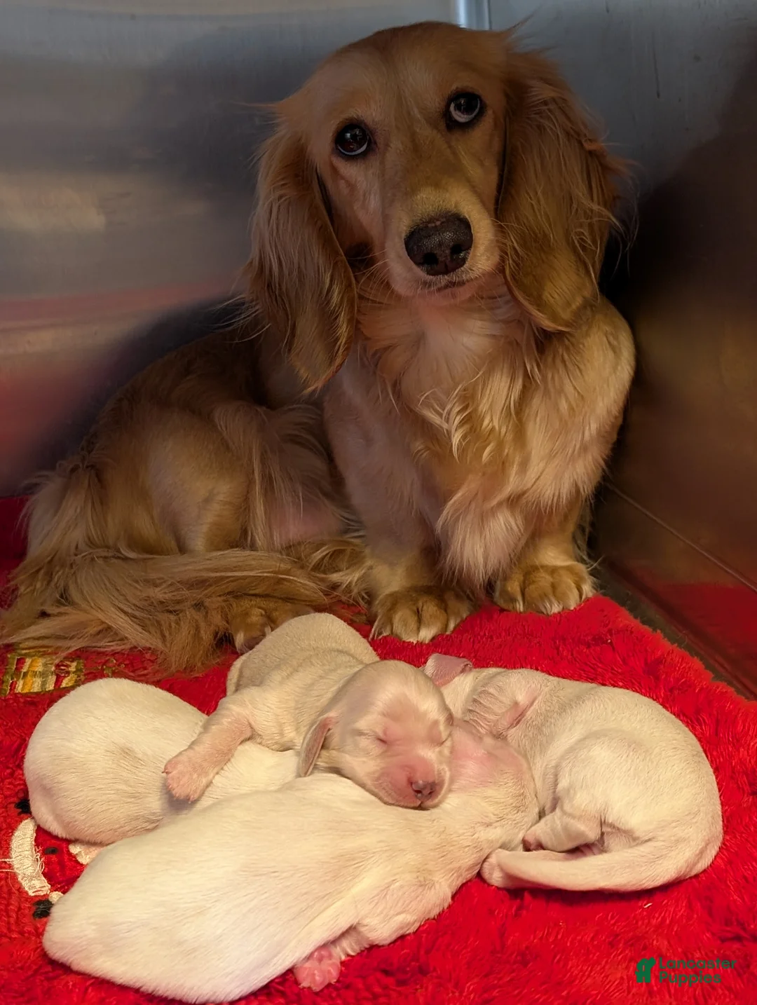 Miniature Dachshund dogs for sale: Miniature Dachshund Puppy 1 - Ad 8