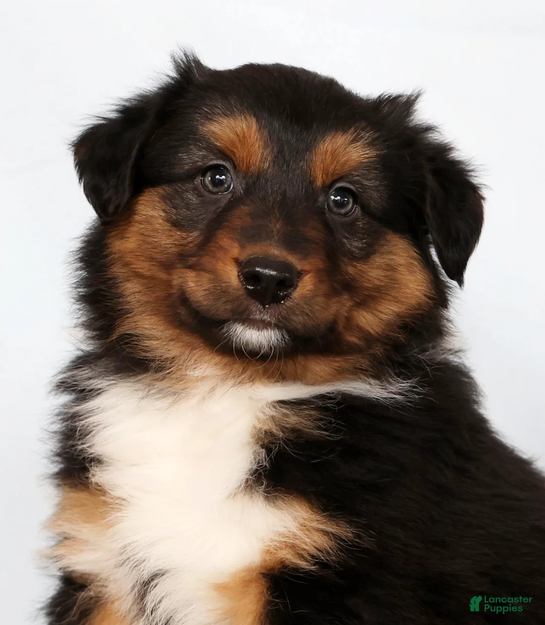 Australian Shepherd dogs for sale: Jesse - Ad 9
