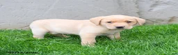 Labrador Retriever dogs for sale: Elvis - Ad 1