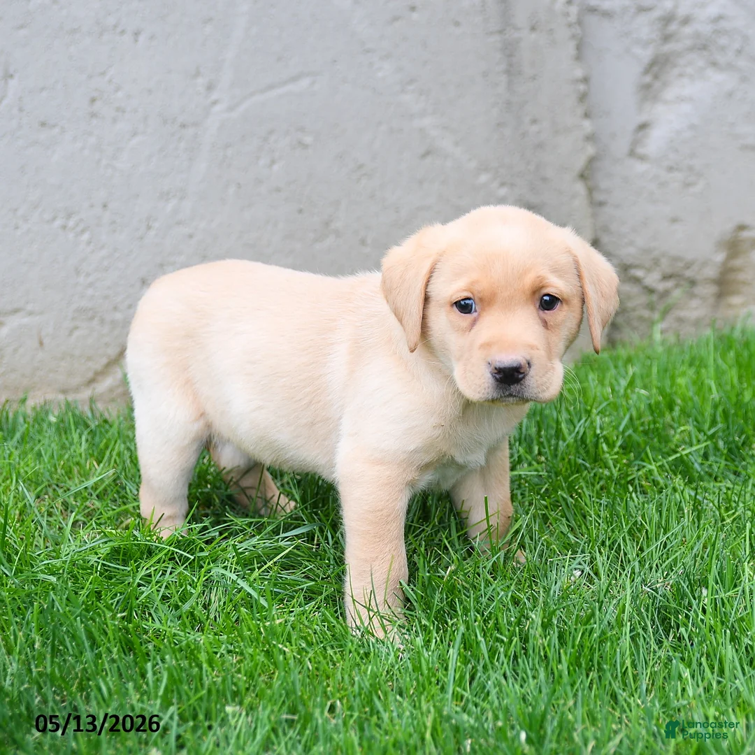 Labrador Retriever dogs for sale: Elvis - Ad 1