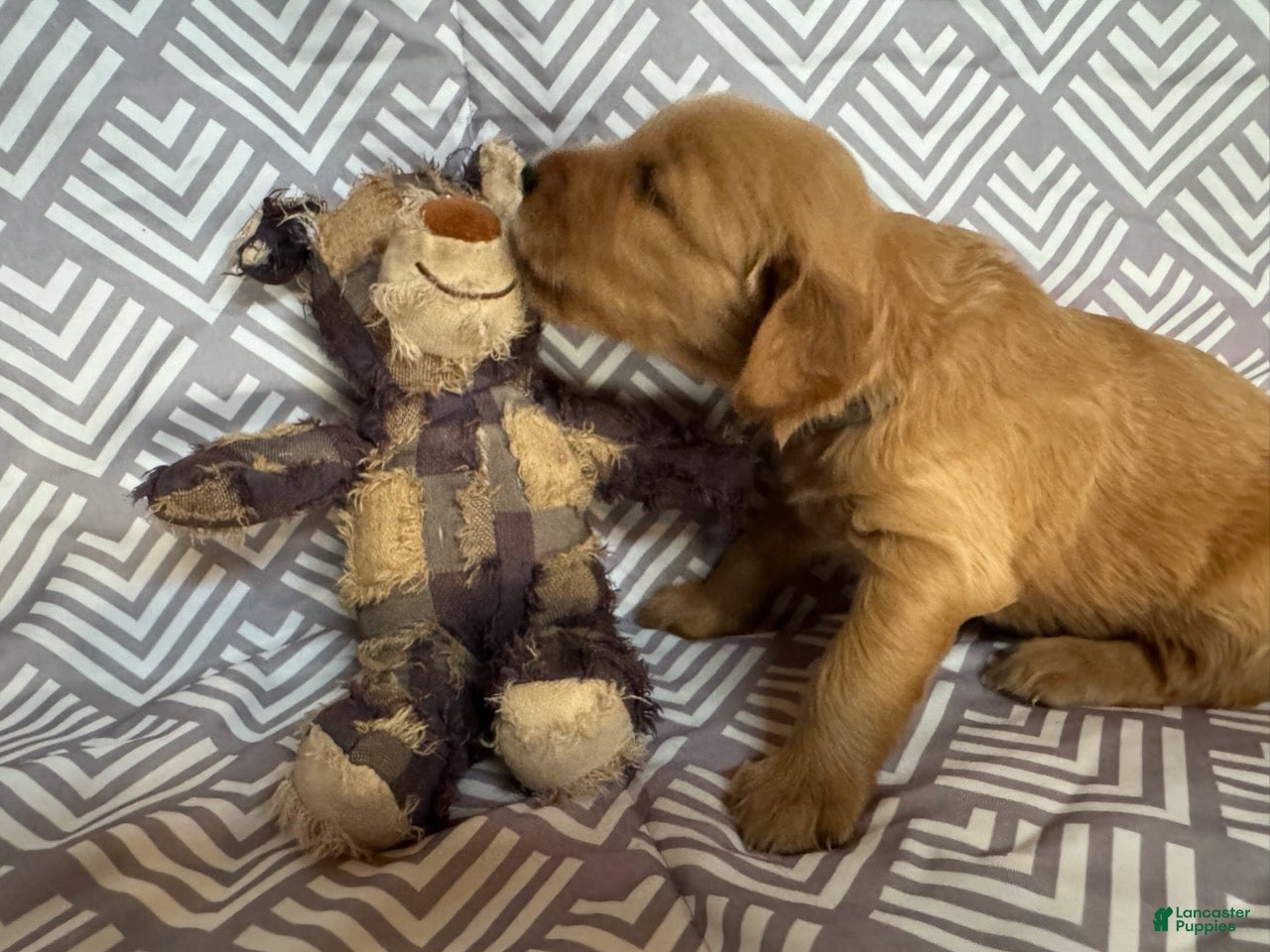 Golden Retriever dogs Grey - Ad 1