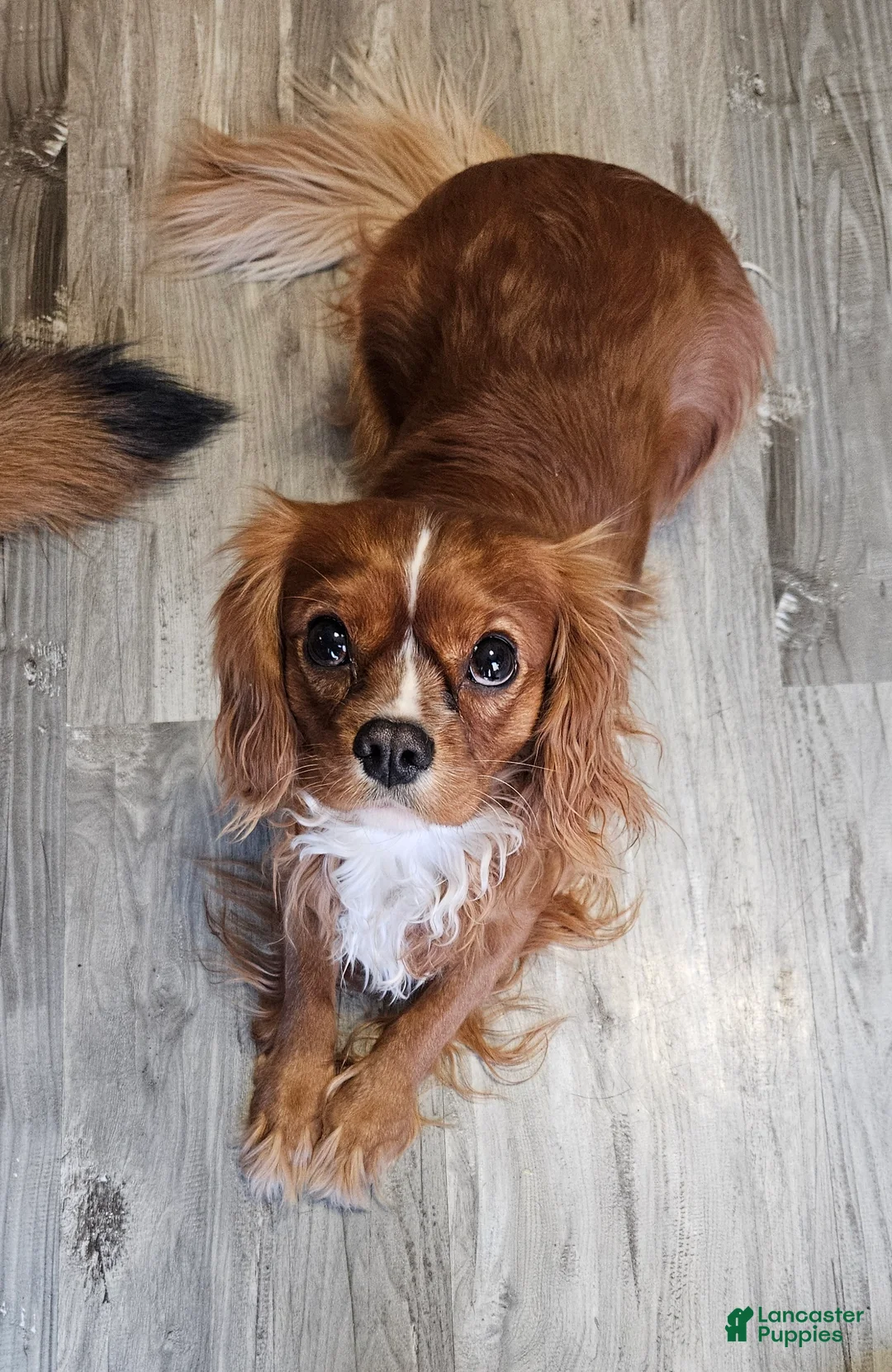 Cavalier King Charles Spaniel dogs for sale: ROSIE - Ad 8