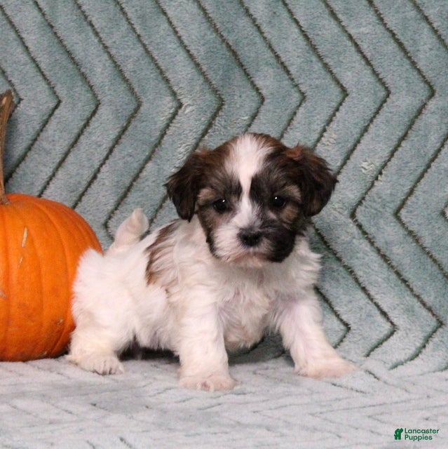 Ivy (Shichon, Female) in Manheim, PA