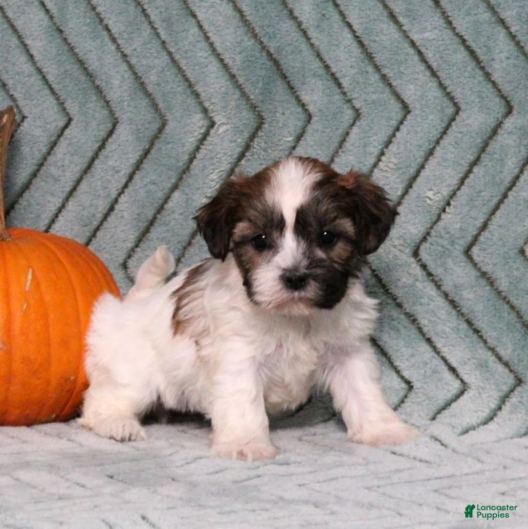 Teddy Bear dogs for sale: Ivy - Ad 1