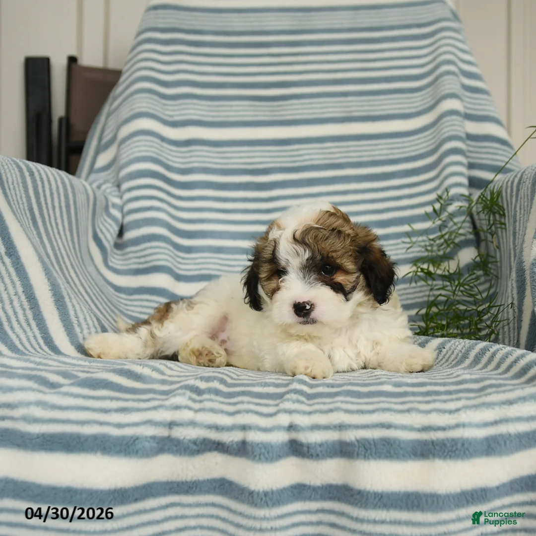 Shihpoo dogs for sale: Sammy - Ad 3