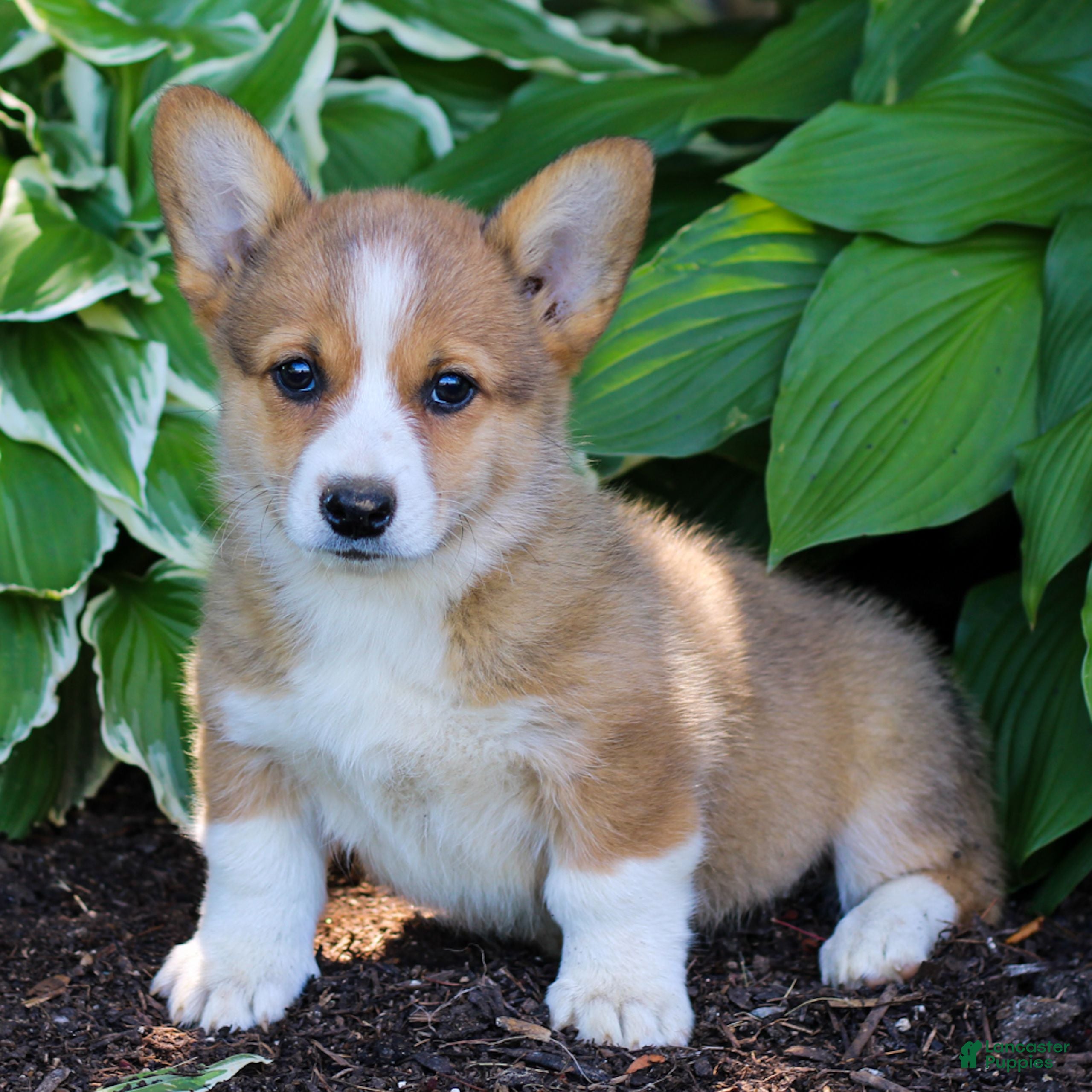 Welsh Corgi Pembroke dogs Kylie  - Ad 1