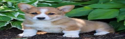 Welsh Corgi Pembroke dogs for sale: Kylie  - Ad 1