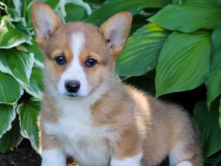 Welsh Corgi Pembroke dogs for sale: Kylie - Ad 3