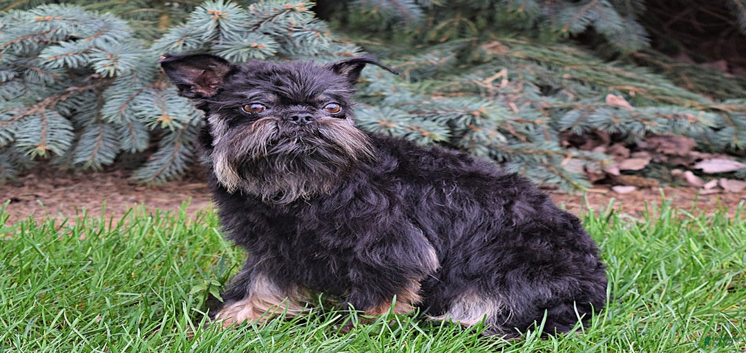 Gallery Image {{count}}