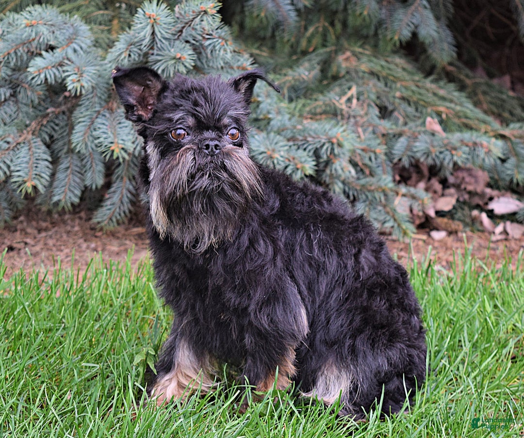 Gallery Image {{count}}