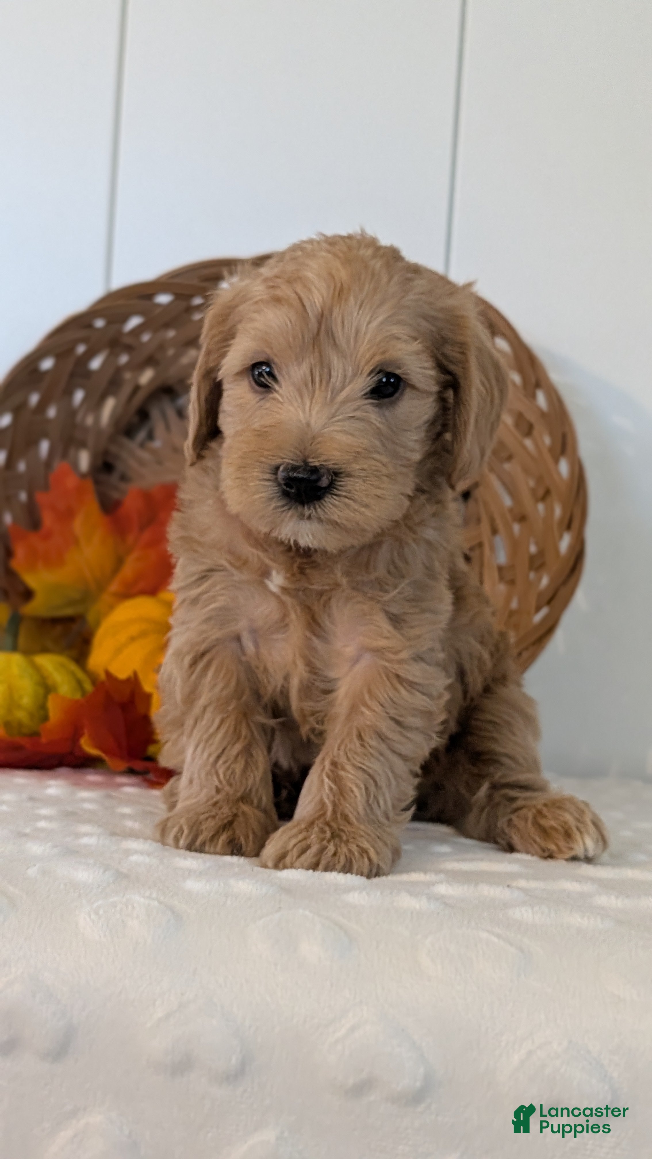 Schnoodle dogs Roscoe - Ad 2