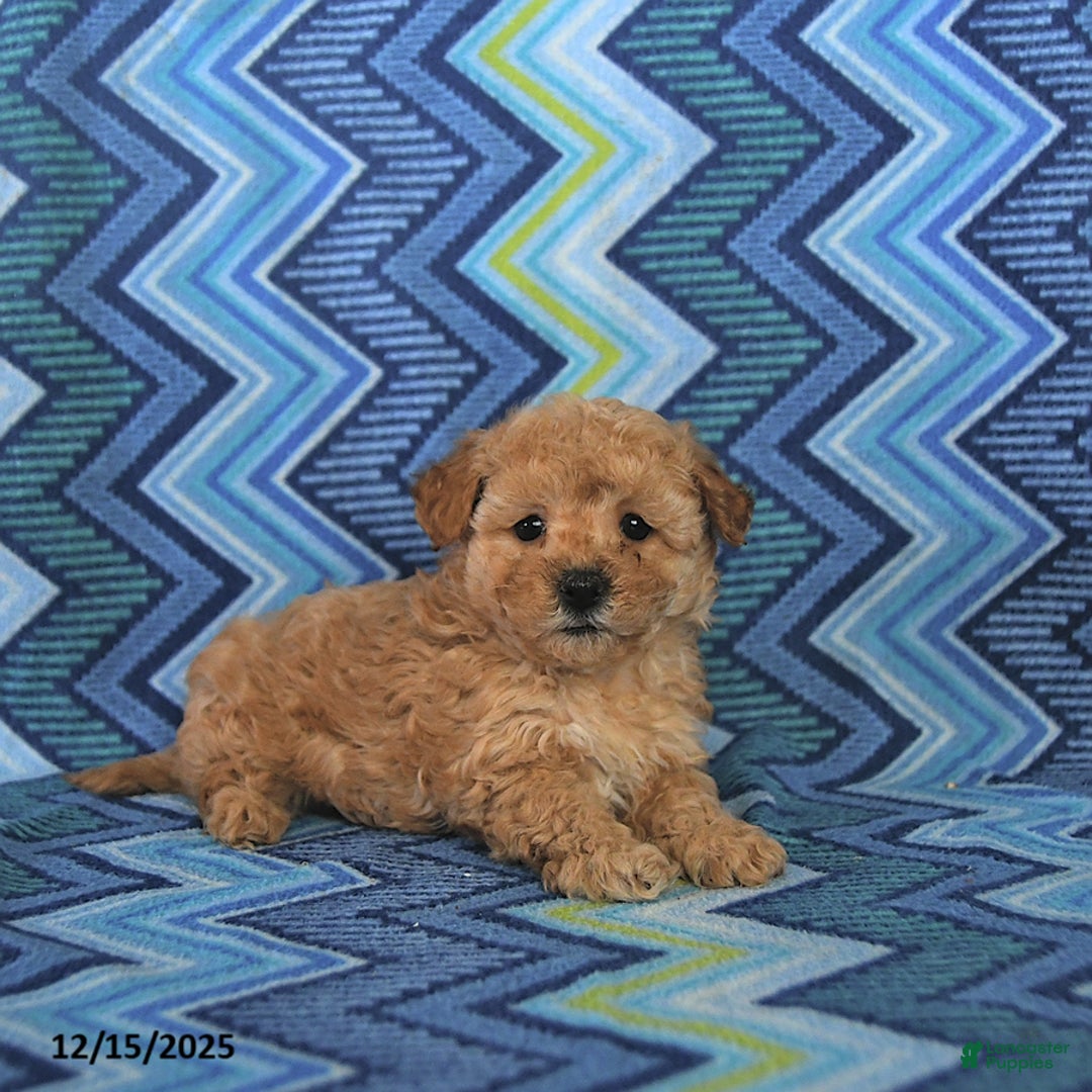 Maltipoo dogs for sale: Brody - Ad 4