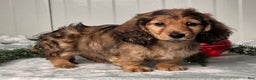 Miniature Dachshund dogs for sale: Shawn - Ad 9
