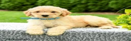 Mini Goldendoodle dogs for sale: Hayden - Ad 4