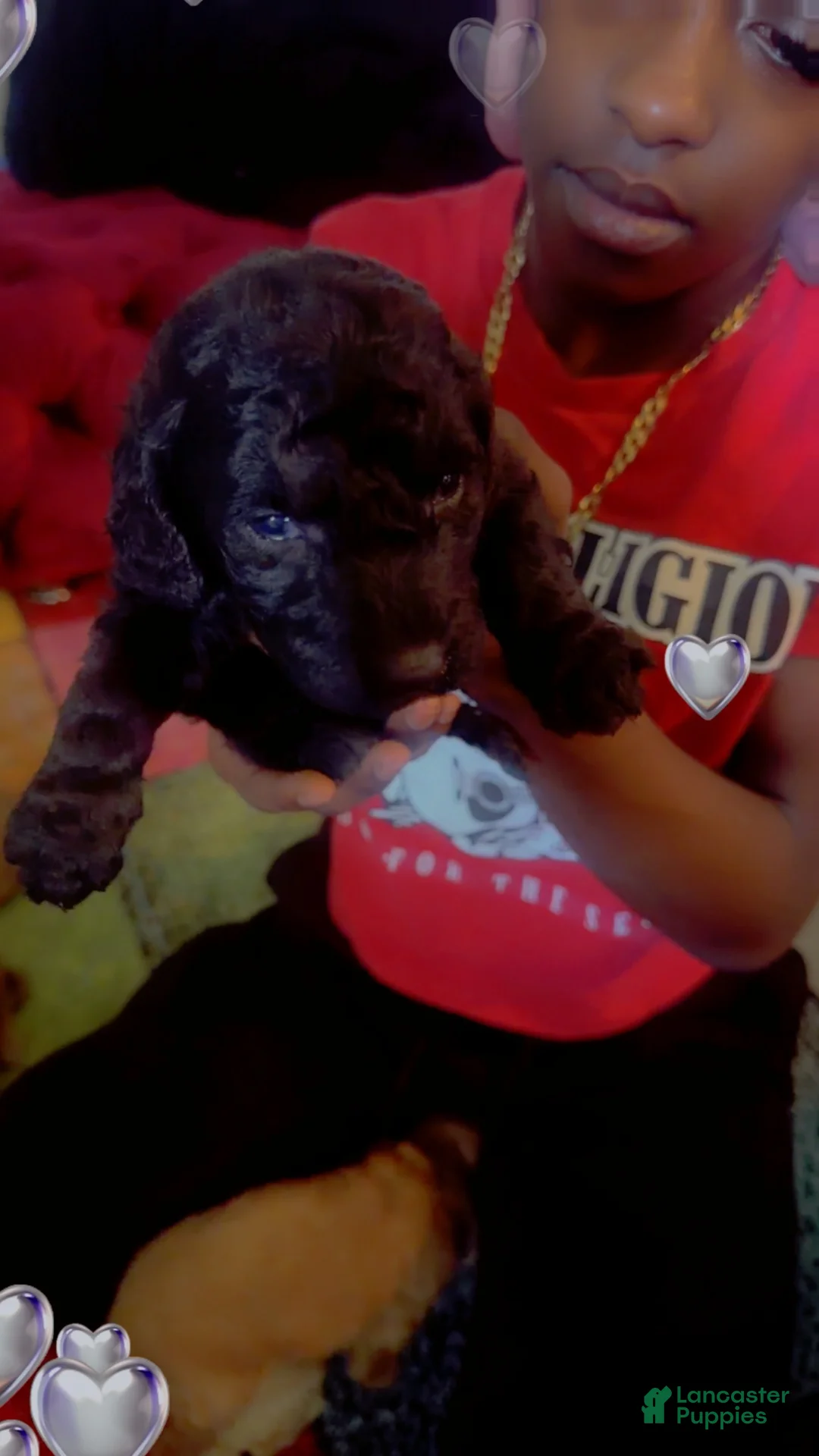 Goldendoodle dogs for sale: Goldendoodle 6 - Ad 1
