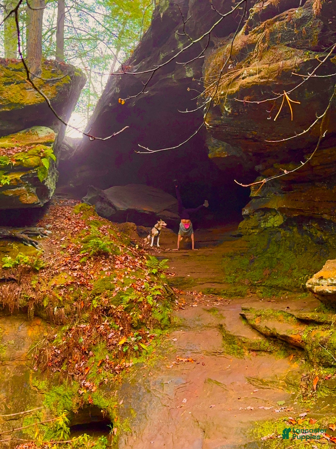 Siberian Husky dogs for stud: Moose Ausky  - Ad 15